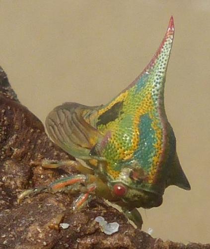 Umbonia sp.